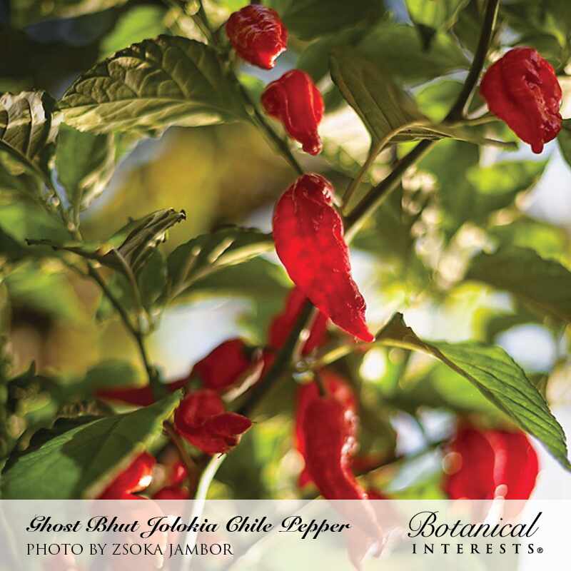 Ghost Bhut Jolokia Chile Pepper Seeds - Image 4