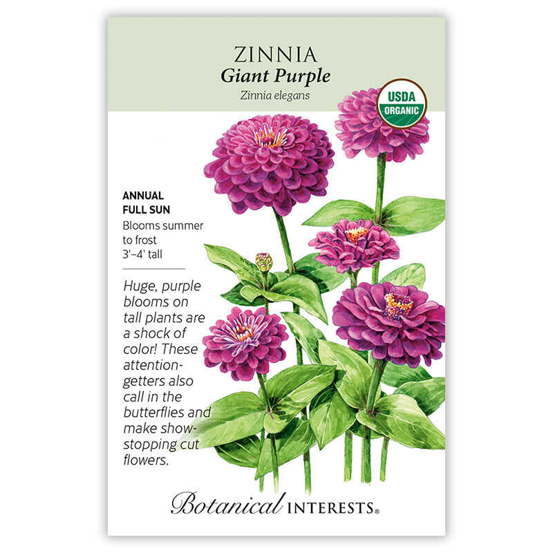 Giant Purple Zinnia Seeds - Image 3