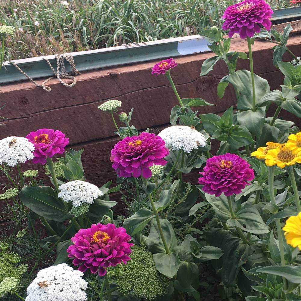 Giant Purple Zinnia Seeds - Image 4