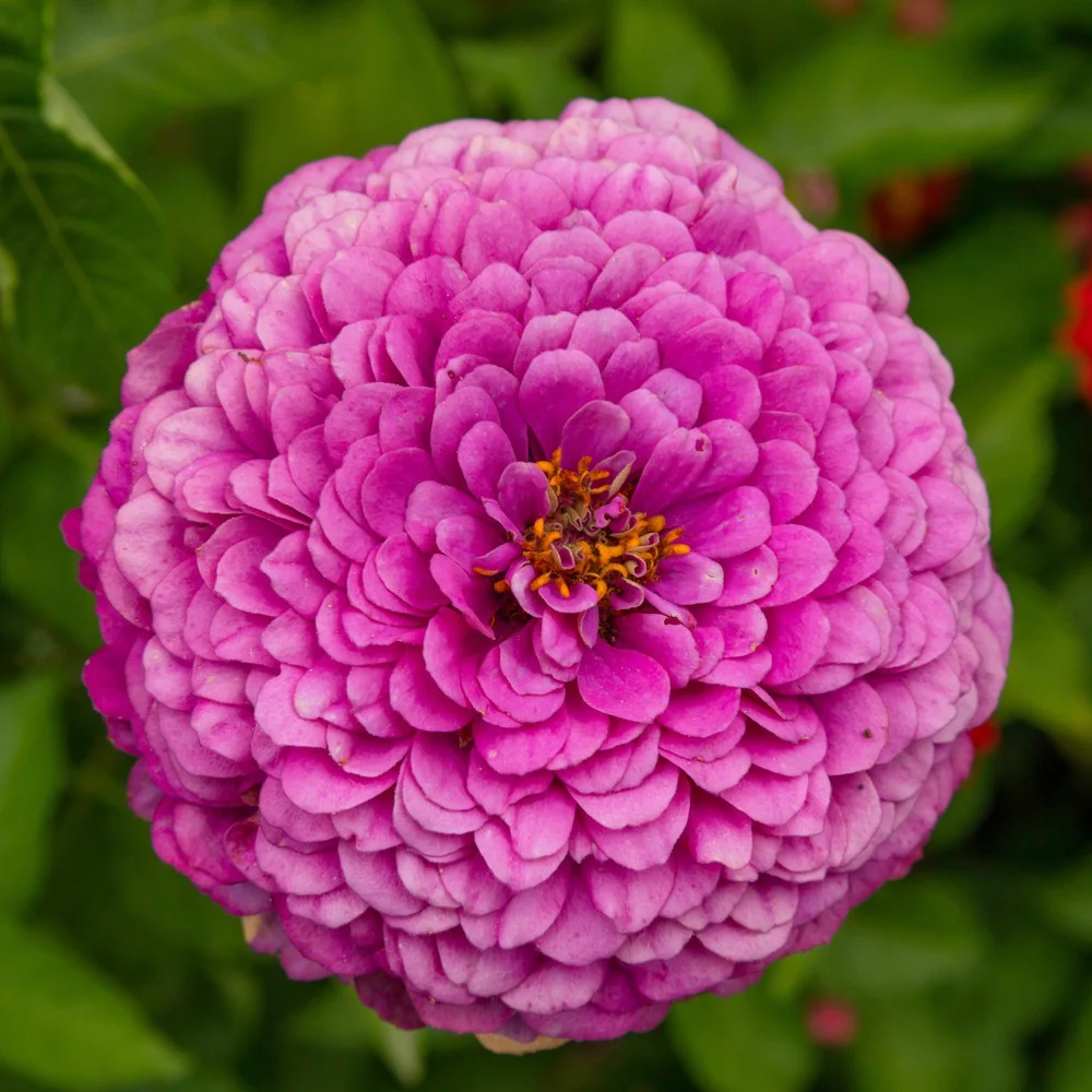 Giant Purple Zinnia Seeds - Image 5