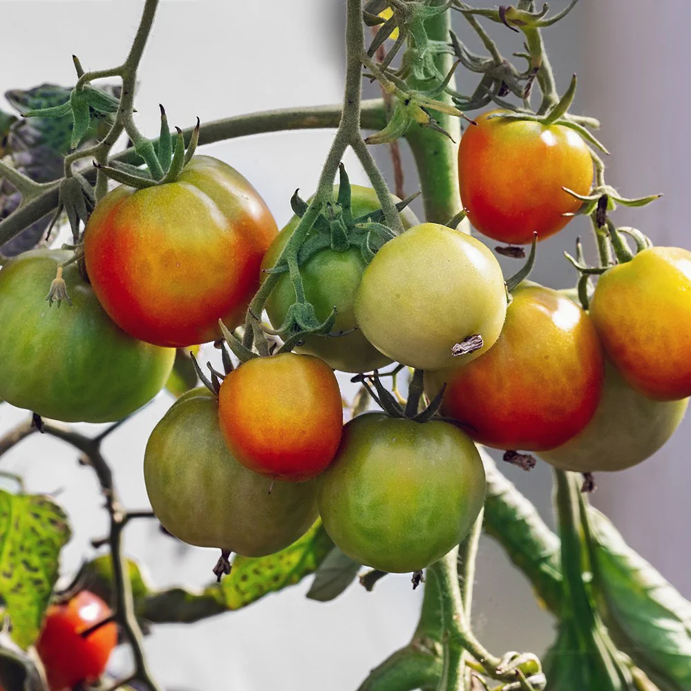 Glacier Bush Tomato Seeds - Image 4