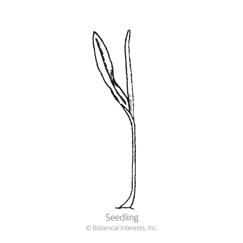 Glass Gem Flint Corn Seeds - Image 2