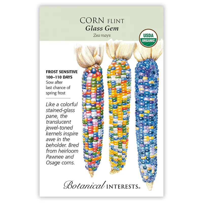 Glass Gem Flint Corn Seeds - Image 3
