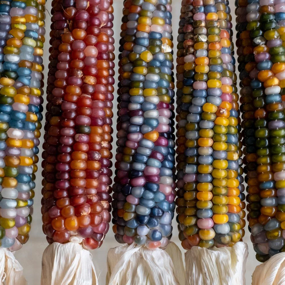 Glass Gem Flint Corn Seeds - Image 4