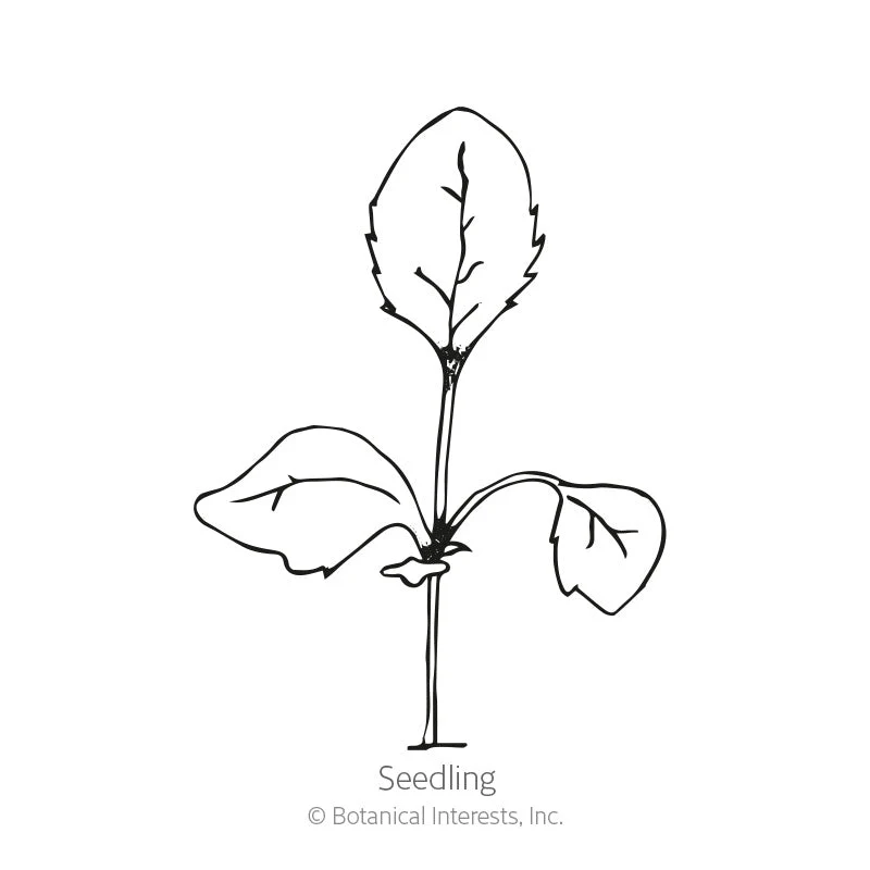 Gloxiniiflora Blend Foxglove Seeds - Image 2
