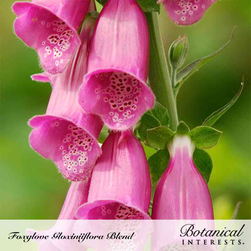 Gloxiniiflora Blend Foxglove Seeds - Image 4