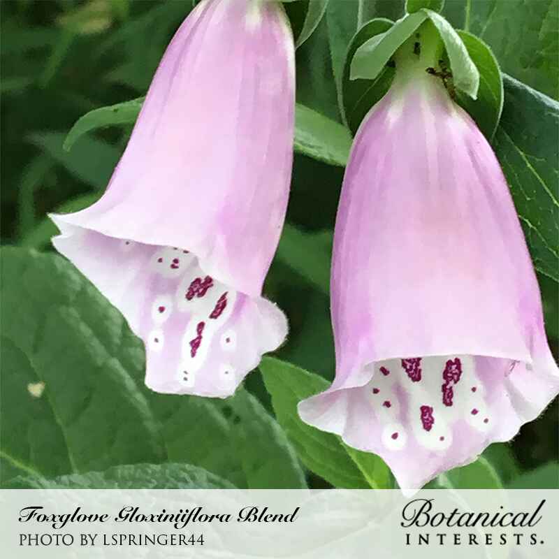 Gloxiniiflora Blend Foxglove Seeds - Image 5