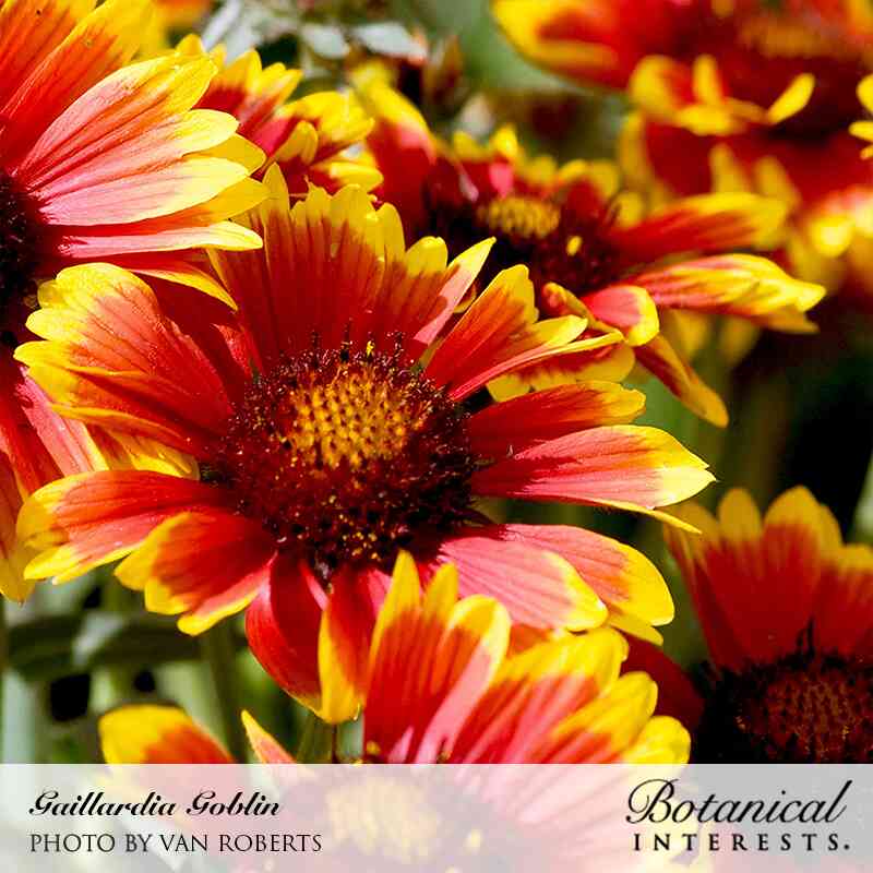 Goblin Gaillardia Seeds - Image 4