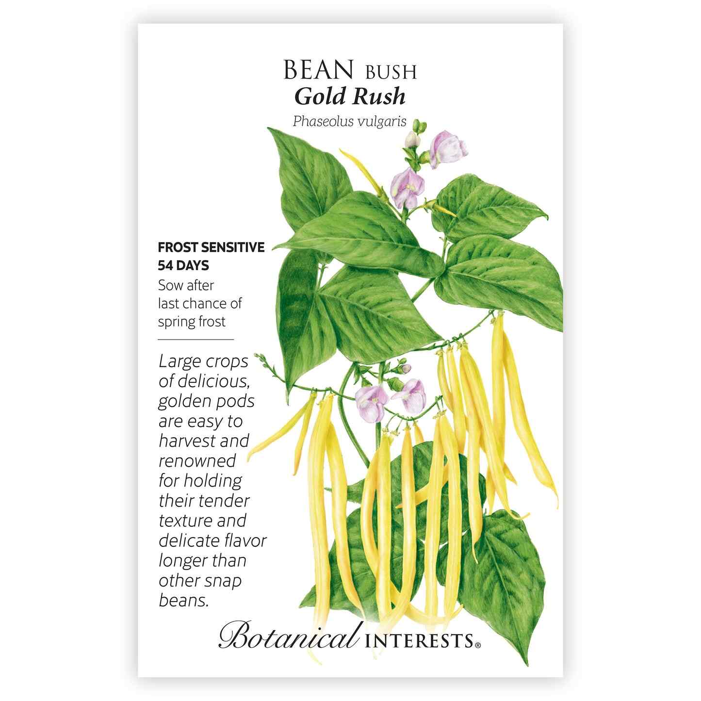 Gold Rush Bush Bean Seeds - Image 4