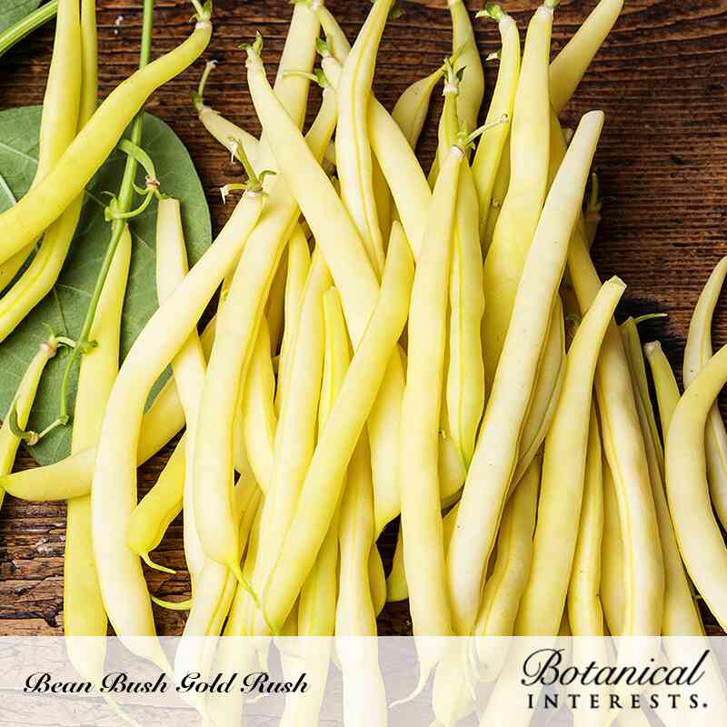 Gold Rush Bush Bean Seeds - Image 5