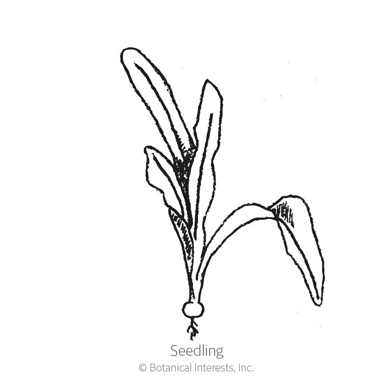 Golden Boy Beet Seeds - Image 2