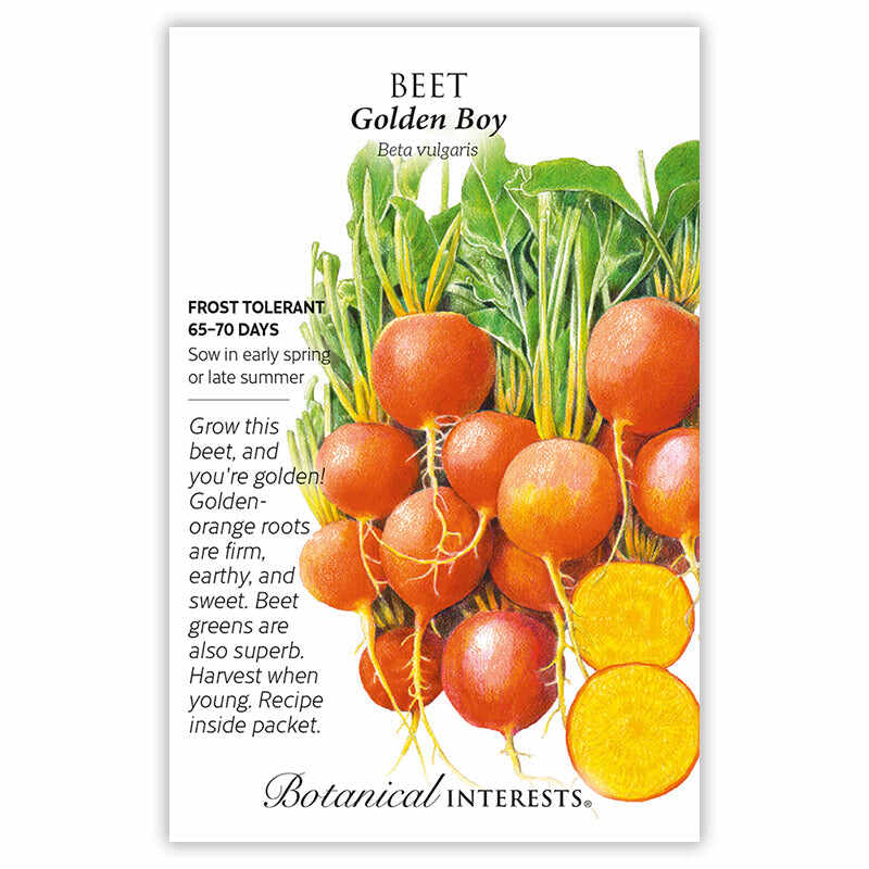 Golden Boy Beet Seeds - Image 3