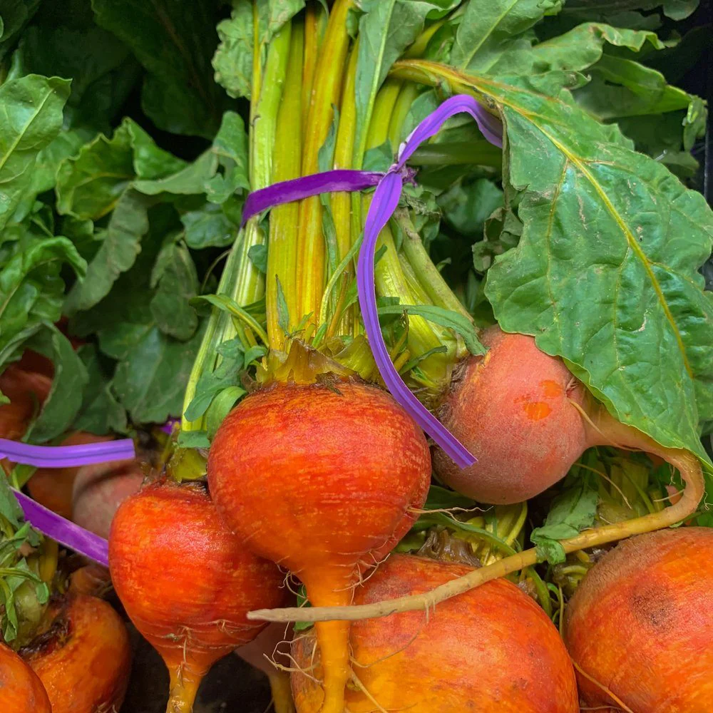 Golden Boy Beet Seeds - Image 4