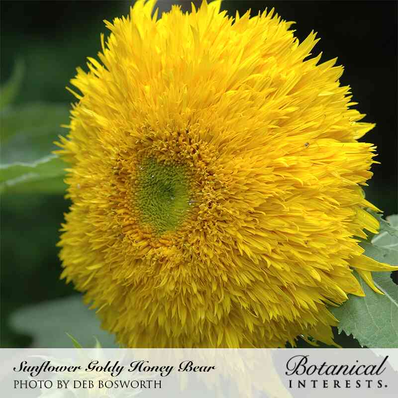 Goldy Honey Bear Sunflower Seeds - Image 4