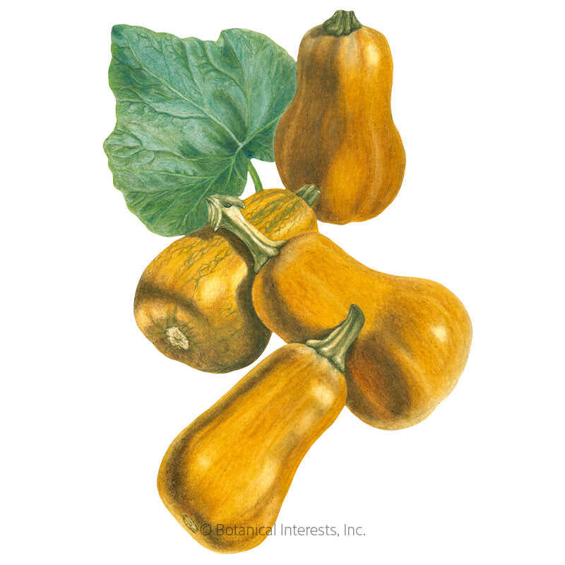 Good Soup Seed Bundle - Image 4