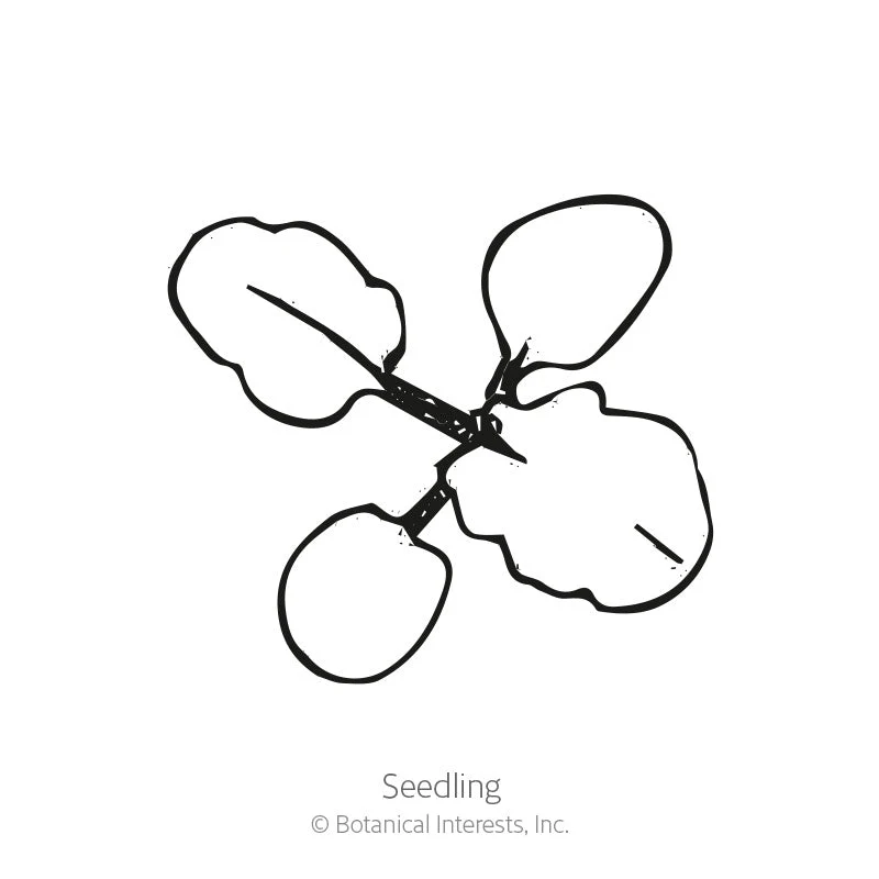 Got the Blues Pansy Seeds - Image 2