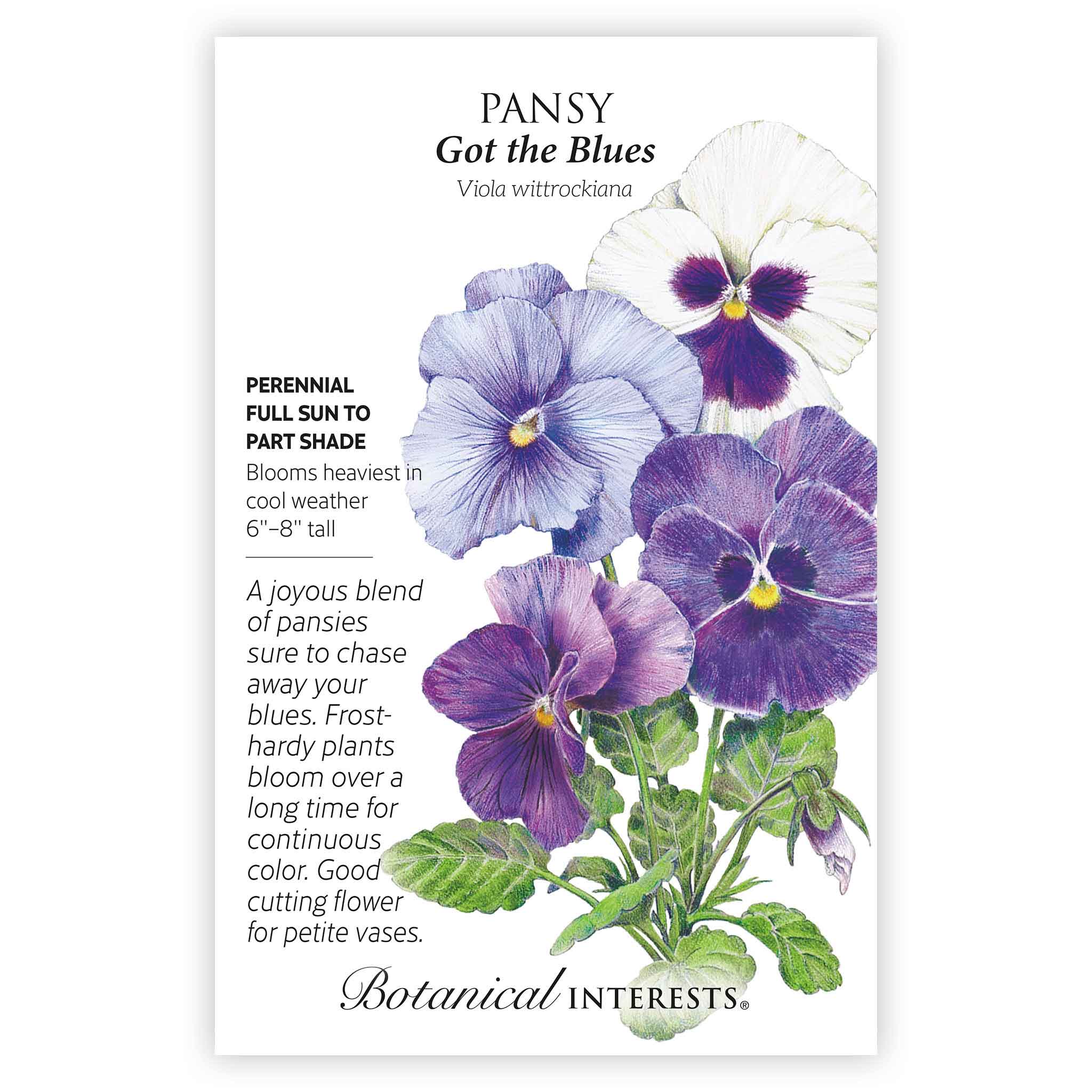 Got the Blues Pansy Seeds - Image 3