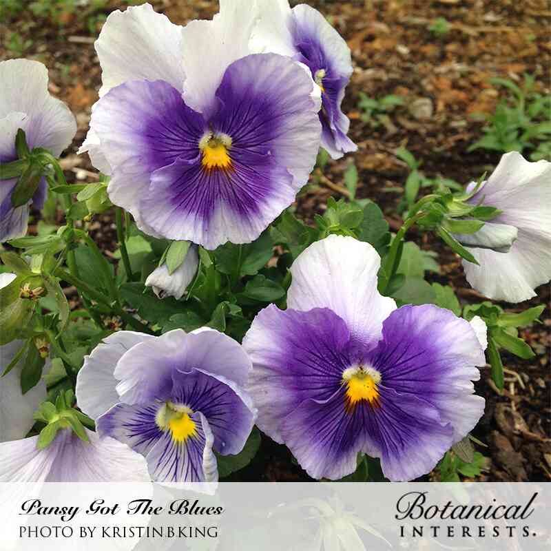 Got the Blues Pansy Seeds - Image 4
