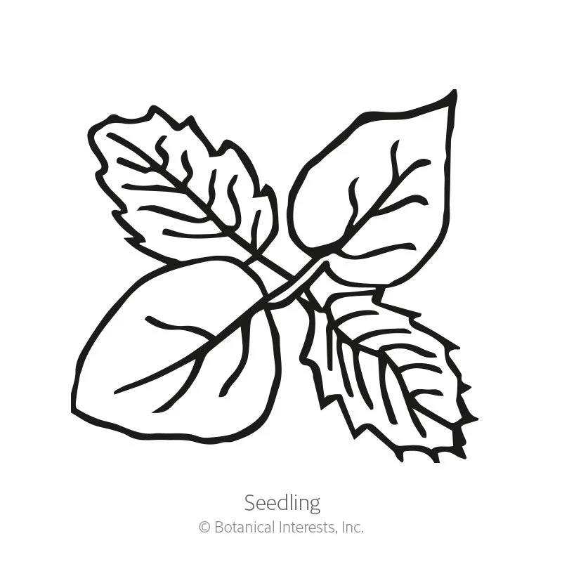 Grande Rio Verde Tomatillo Seeds - Image 2