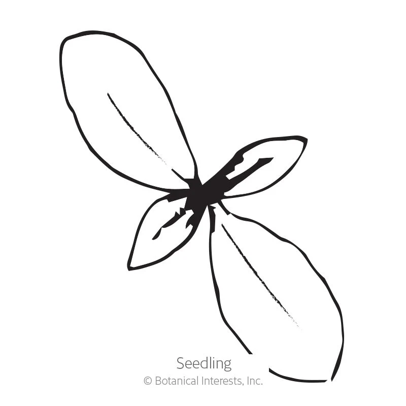 Grandiflora Starry Eyes Blend Phlox Seeds - Image 2