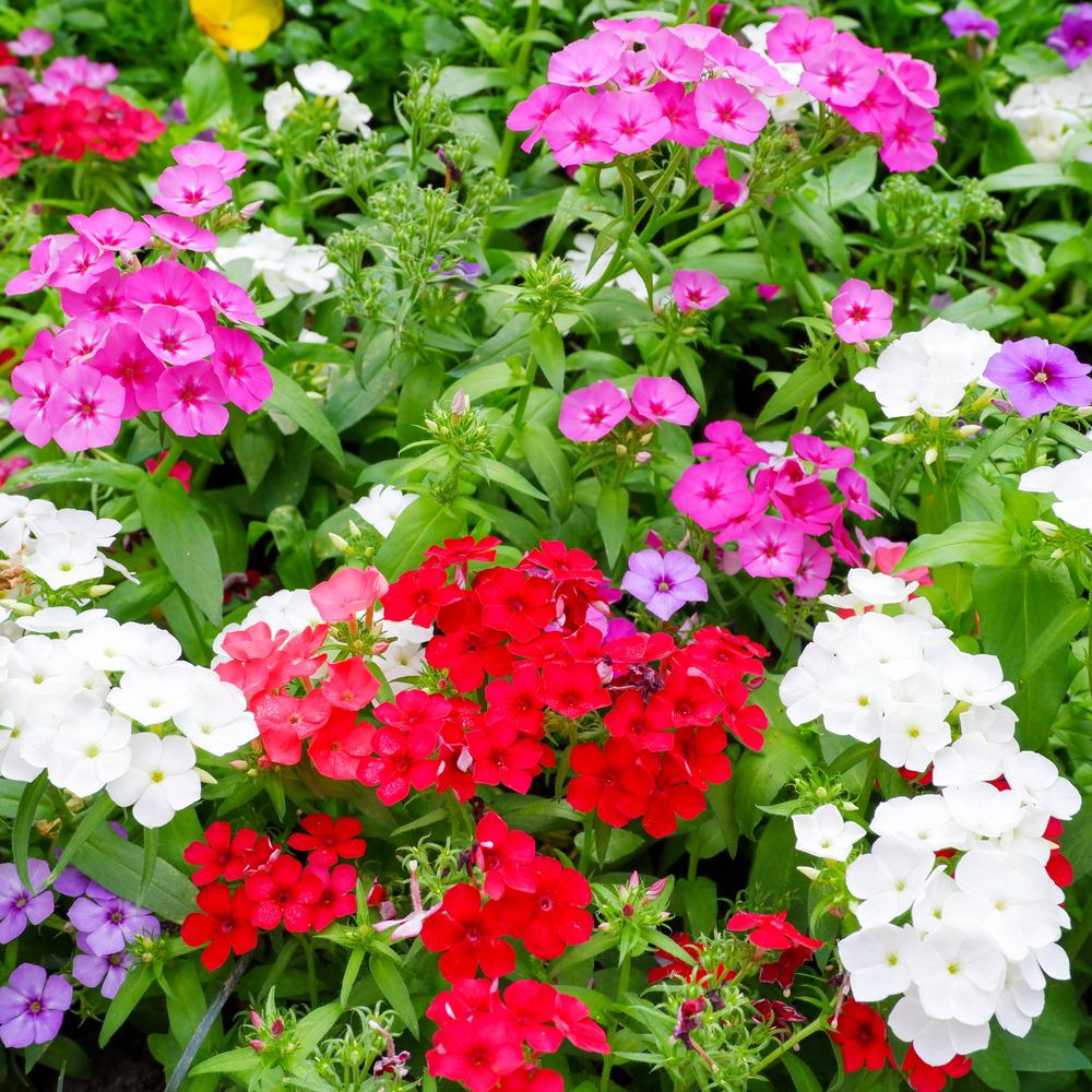 Grandiflora Starry Eyes Blend Phlox Seeds - Image 4