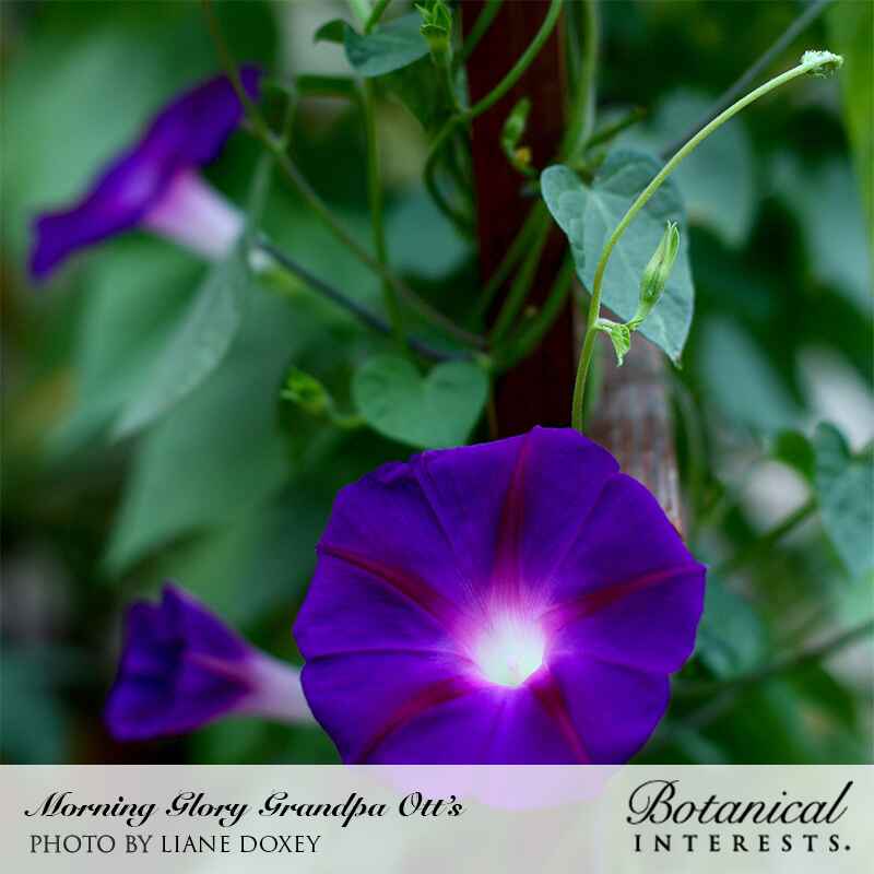 Grandpa Ott's Morning Glory Seeds - Image 4