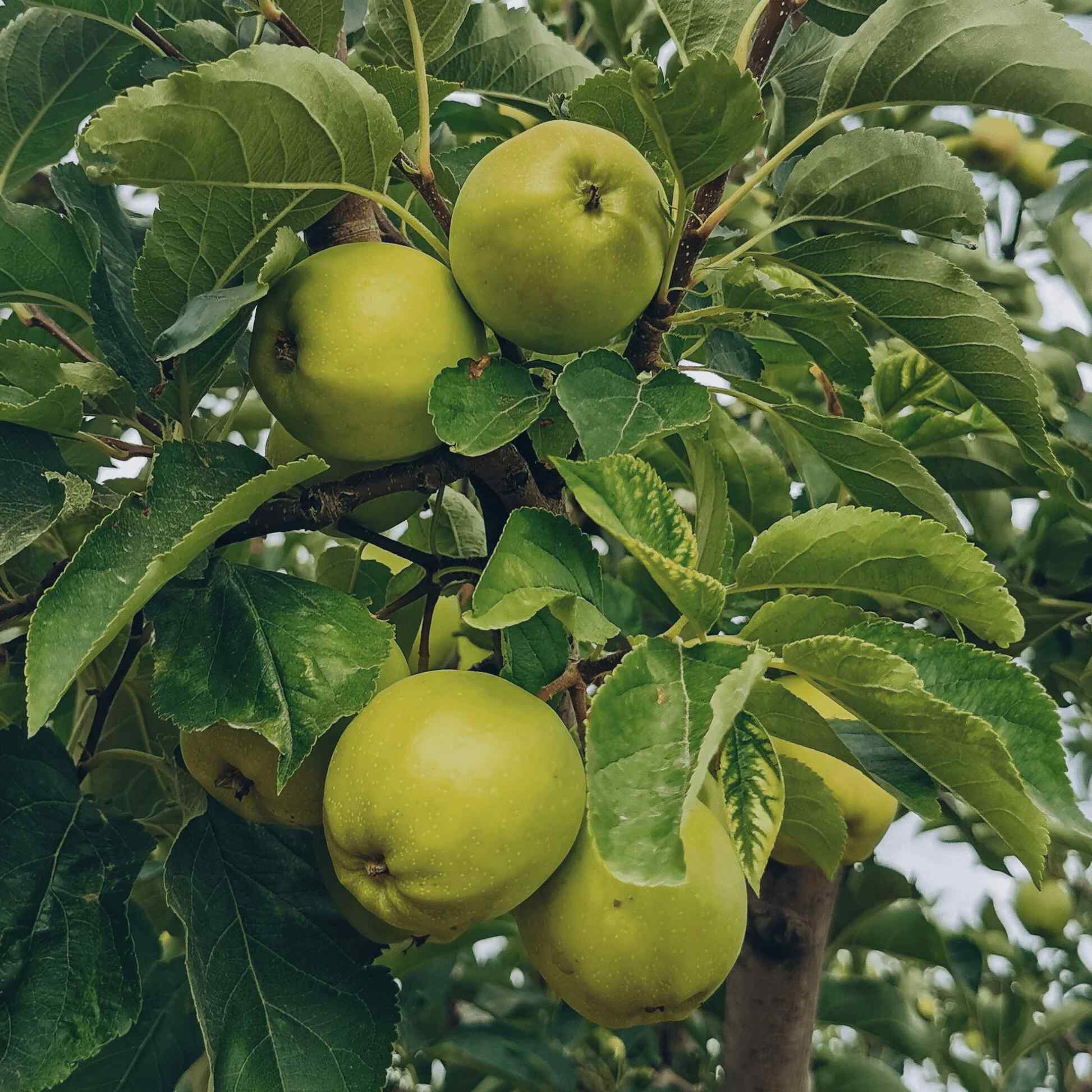 Granny Smith Apple Tree - Image 2