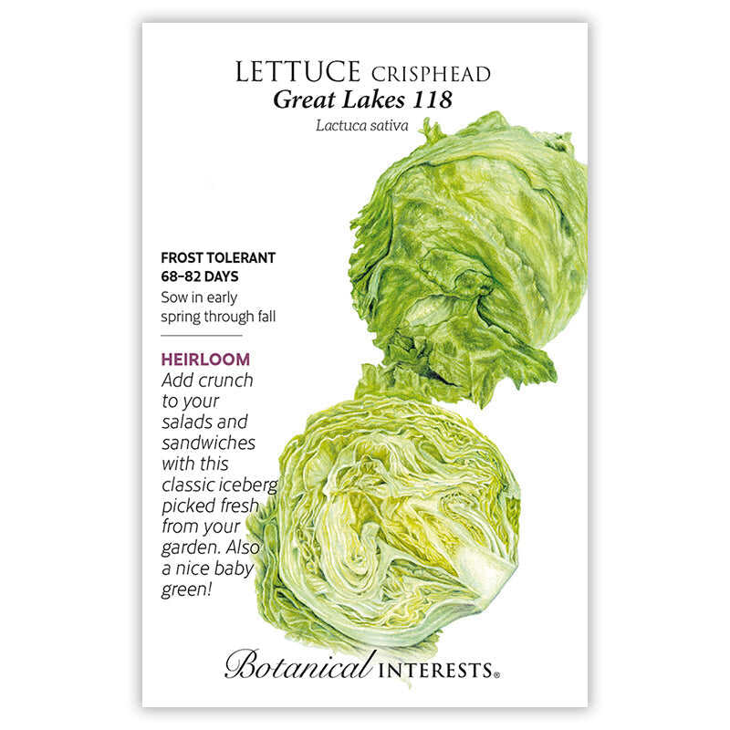 Great Lakes 118 Crisphead Lettuce Seeds - Image 3