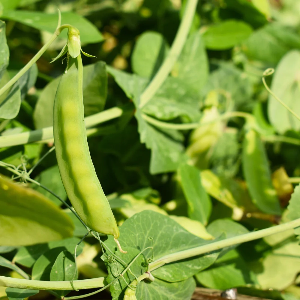 Green Arrow Shelling Pea Seeds - Image 4