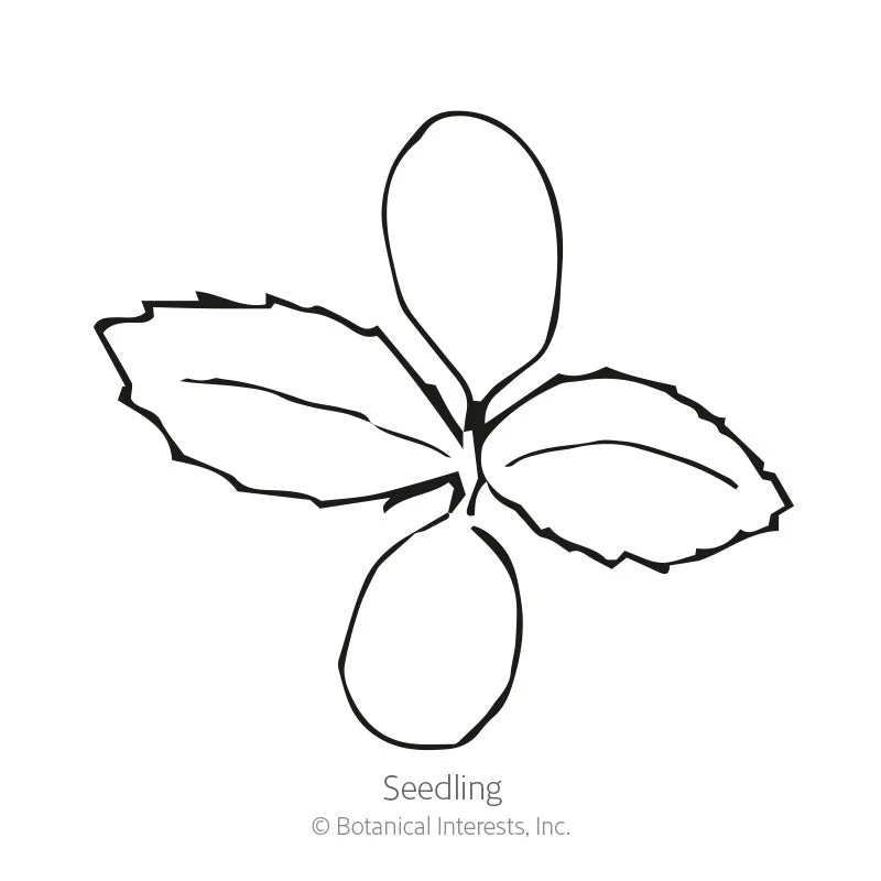Green Globe Improved Artichoke Seeds - Image 2