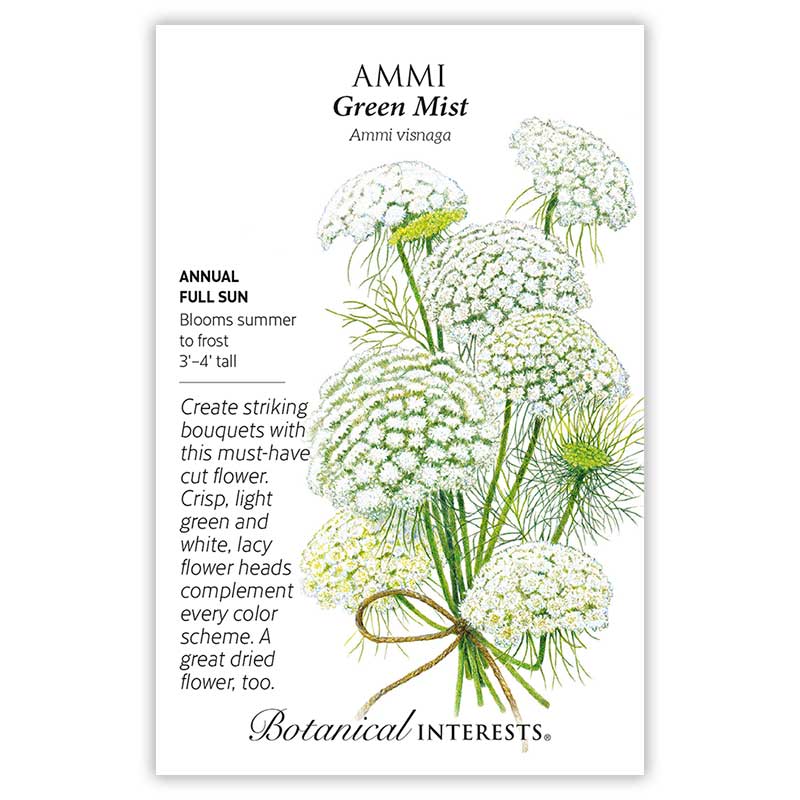 Green Mist Ammi Seeds - Image 3