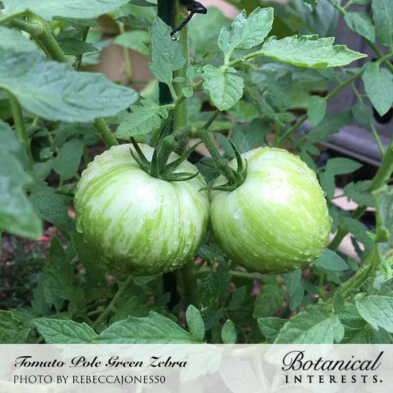 Green Zebra Pole Tomato Seeds - Image 4