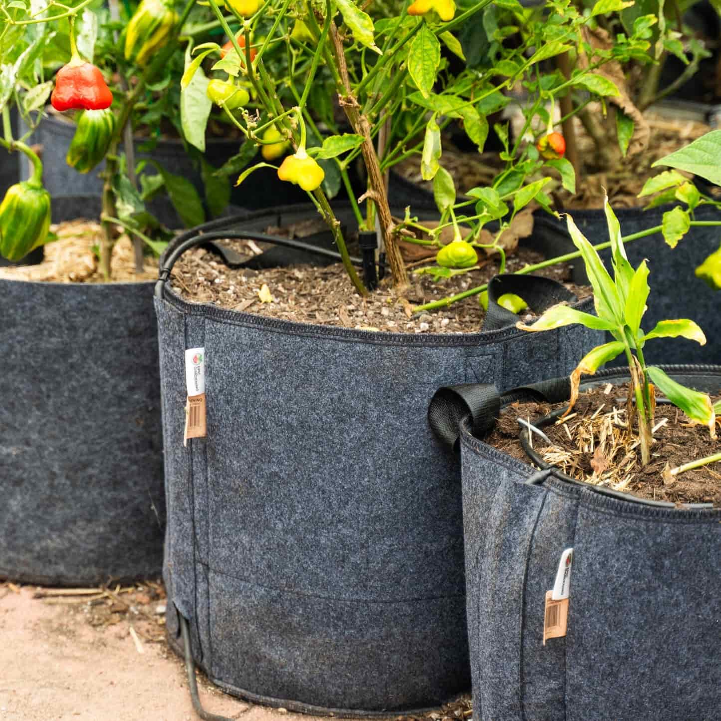 Epic Grow Bags - Lined - Image 5