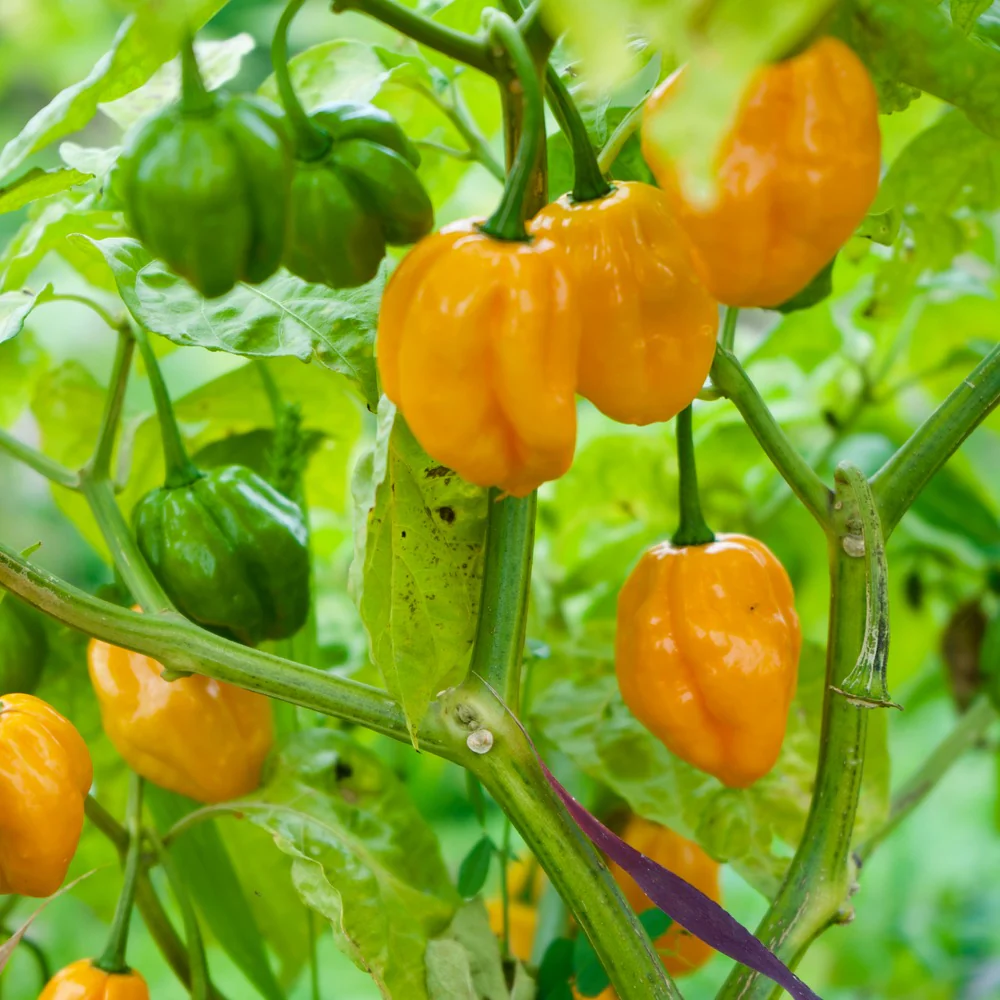 Habanero Chile Pepper Seeds - Image 4