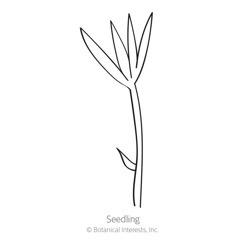 Hairy Vetch Cover Crop Seeds - Image 2