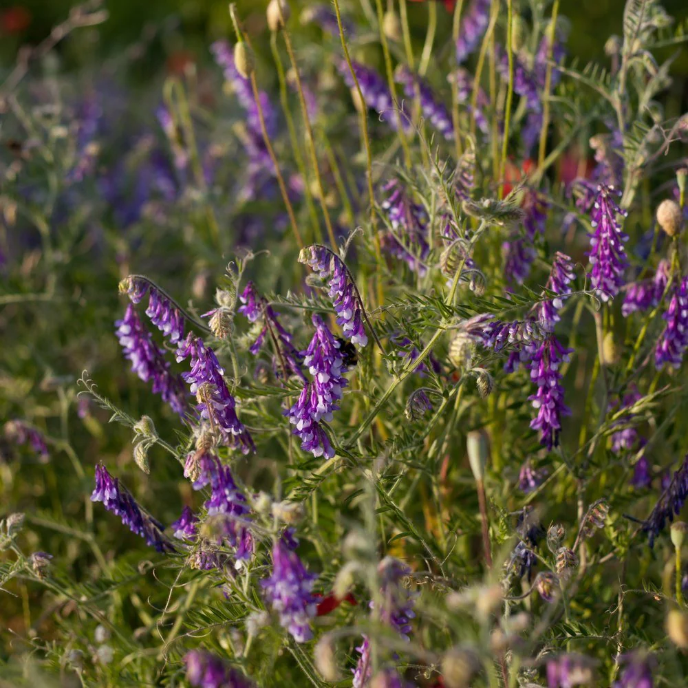 Hairy Vetch Cover Crop Seeds - Image 4