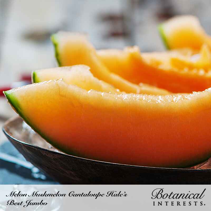 Hale's Best Jumbo Cantaloupe/Muskmelon Melon Seeds - Image 4