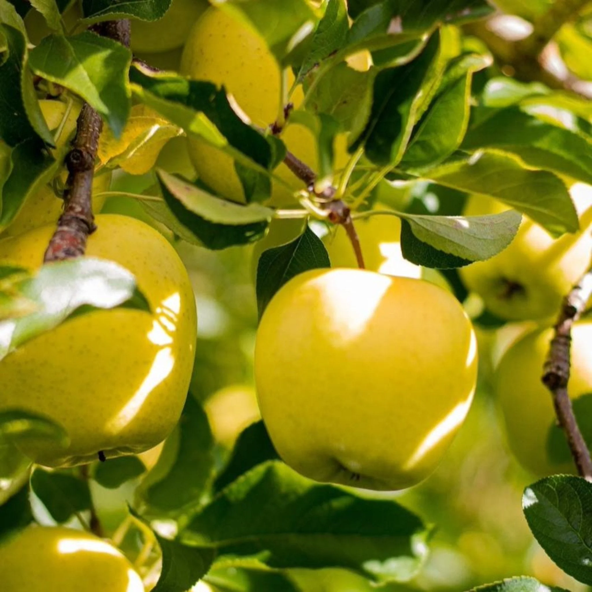 Hardired Nectarine Tree - Image 2
