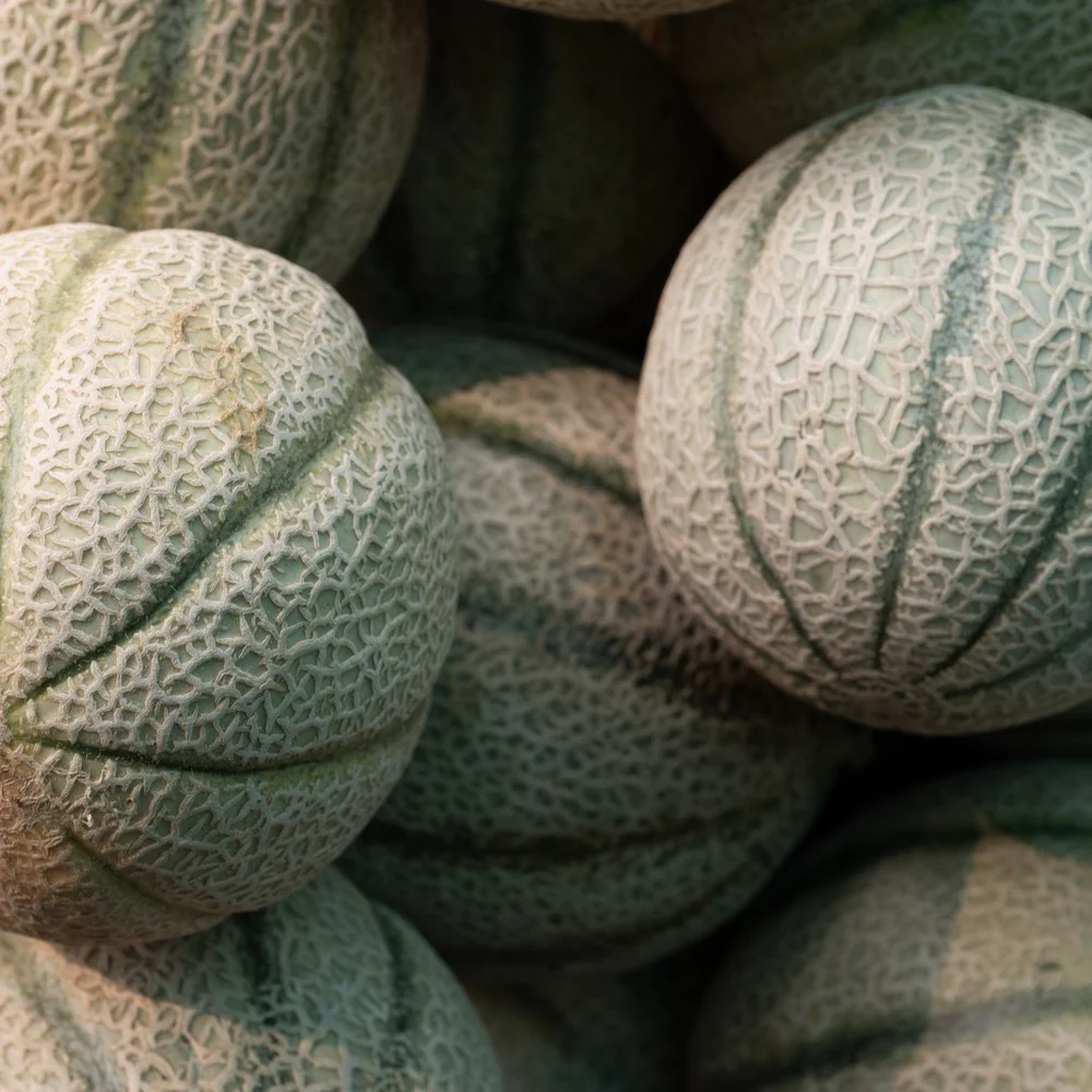 Hearts of Gold Cantaloupe/Muskmelon Melon Seeds - Image 4