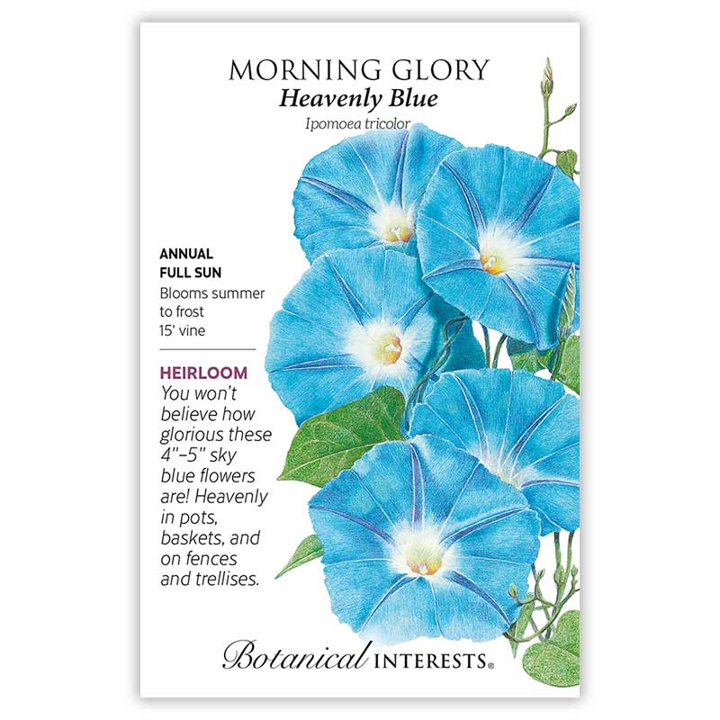 Heavenly Blue Morning Glory Seeds - Image 3
