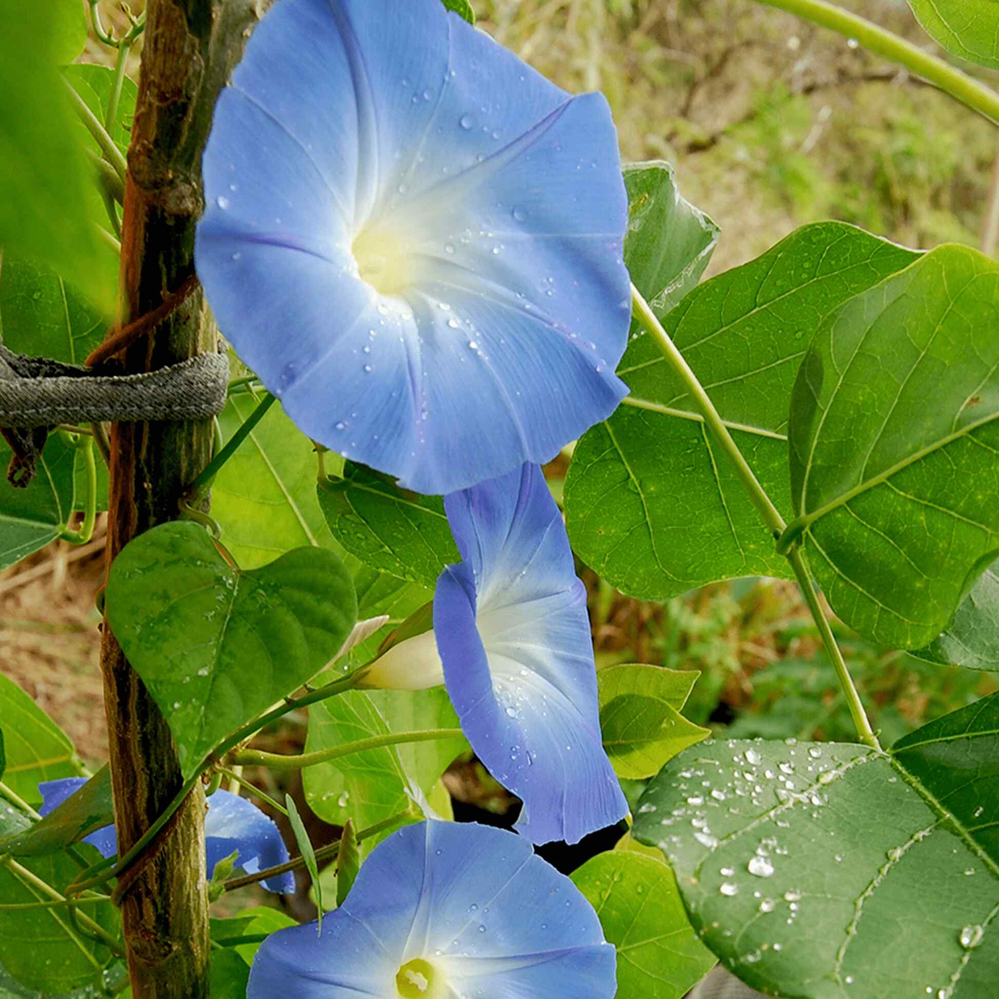 Heavenly Blue Morning Glory Seeds - Image 4