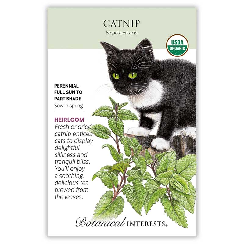 Catnip Seeds - Image 3