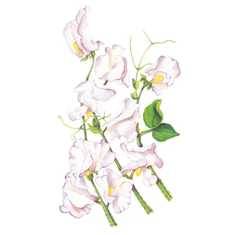 High Scent Sweet Pea Seeds