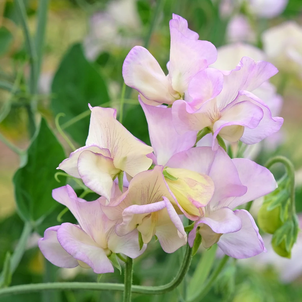 High Scent Sweet Pea Seeds - Image 4