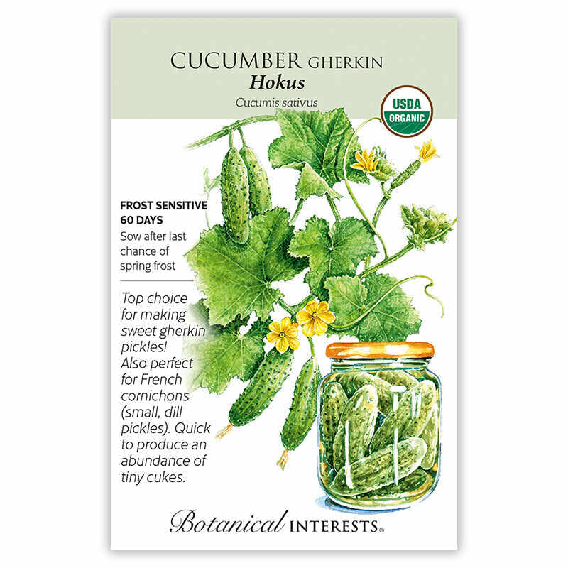 Hokus Gherkin Cucumber Seeds - Image 3