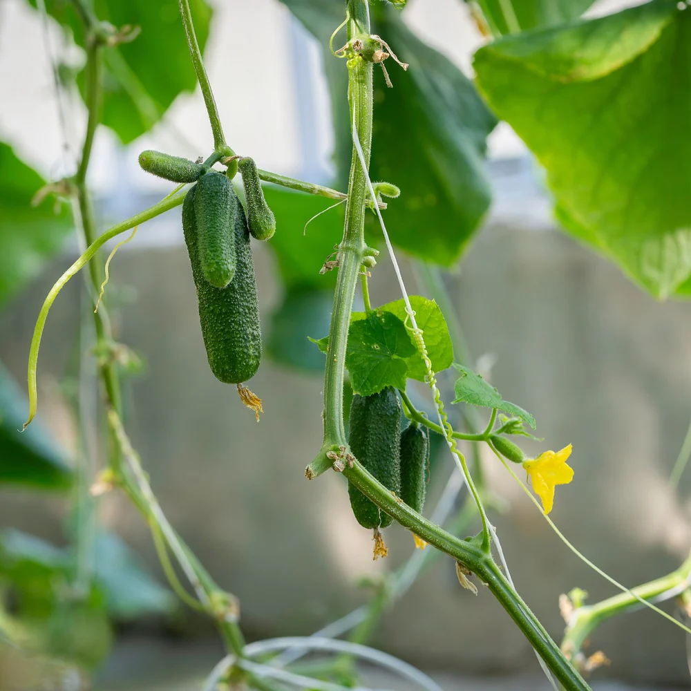 Homemade Pickles Cucumber Seeds - Image 4