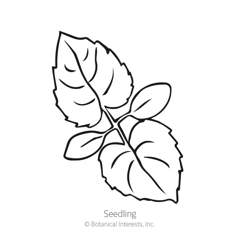 Honesty Money Plant Seeds - Image 2