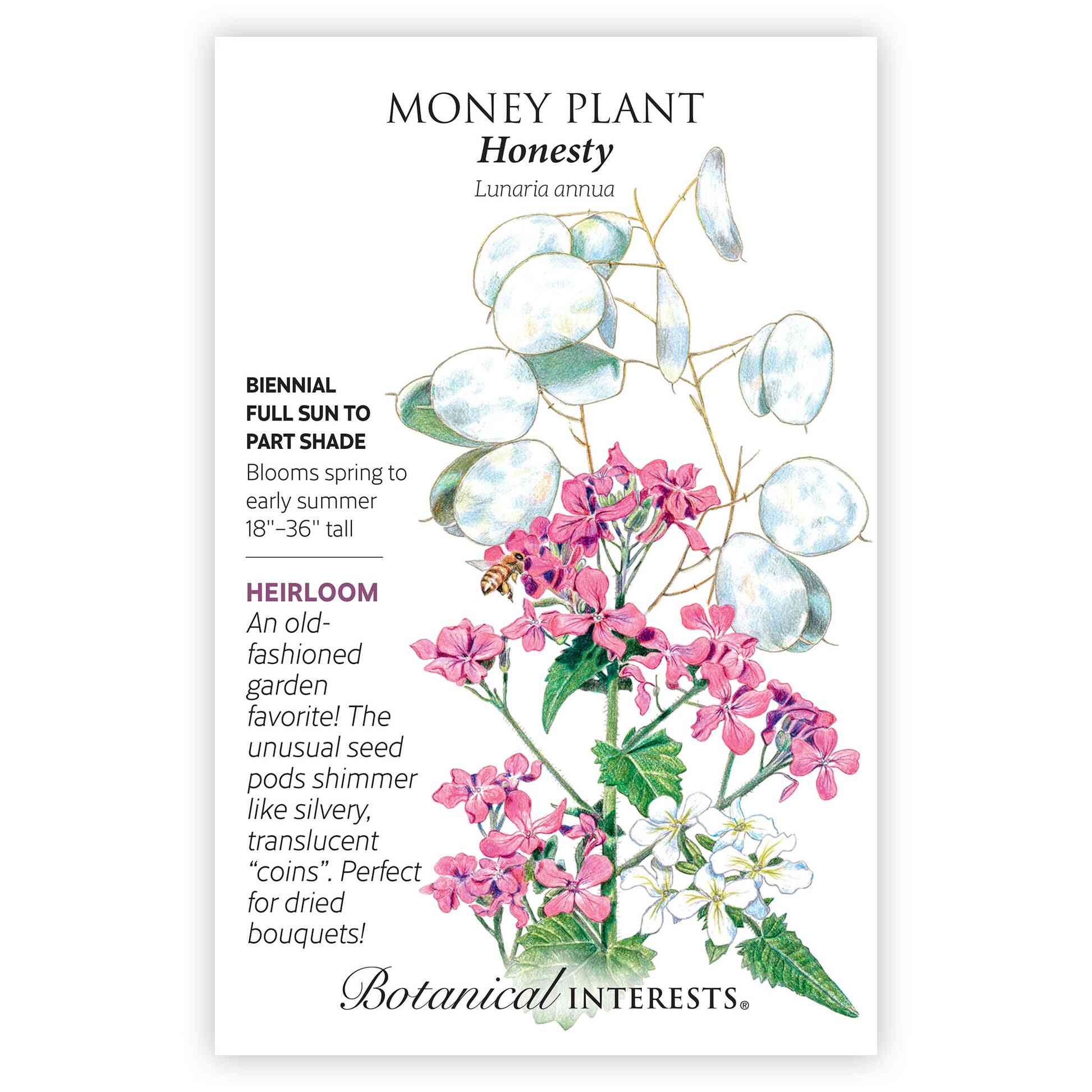 Honesty Money Plant Seeds - Image 3