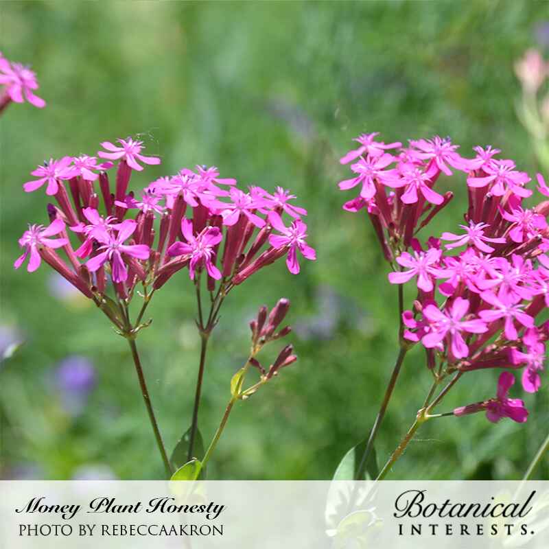 Honesty Money Plant Seeds - Image 4