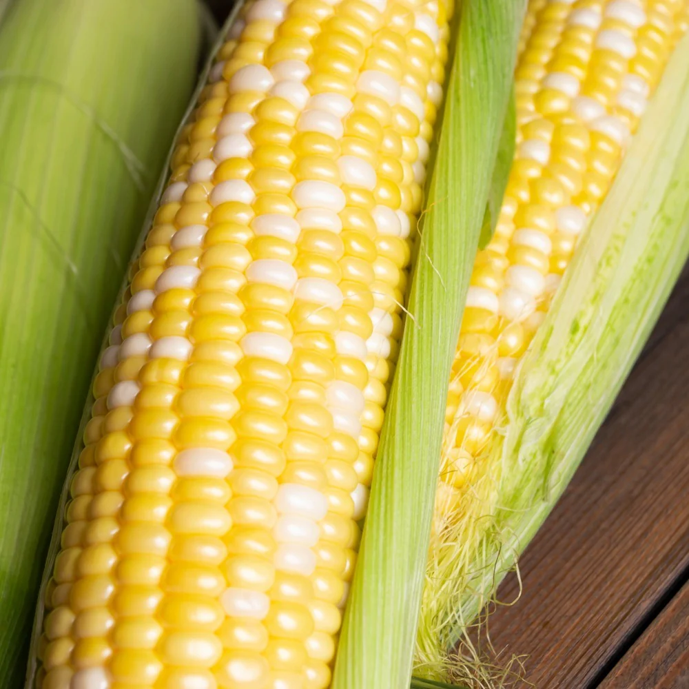 Honey and Cream Sweet Corn Seeds - Image 4